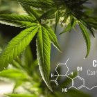 Est-ce que le CBD est autorisé en France ?