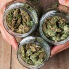Fleur de CBD : comment faire le meilleur choix ?