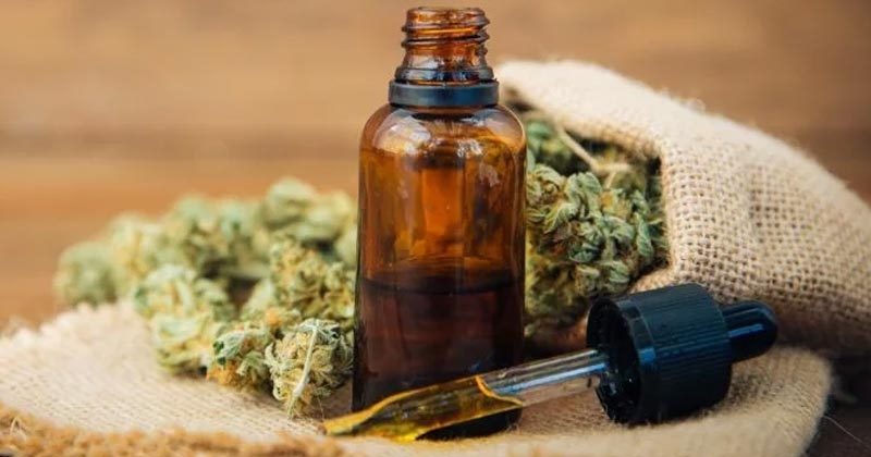 Quand faire pousser du CBD ?