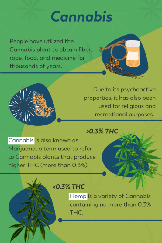 Quel est le CBD le plus fort ?