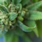 Bonne nouvelle : la vente de fleurs de CBD à nouveau autorisée en France