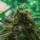 Quelle est la meilleure variété de CBD ?