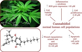 Comment le CBD peut changer votre vie ?